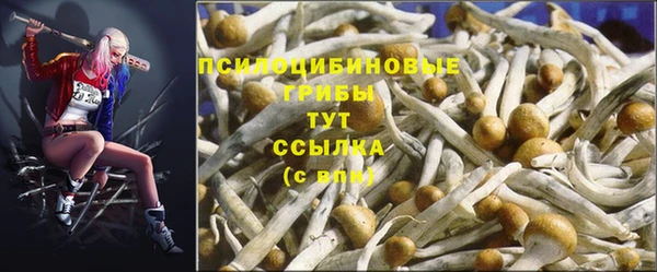 apvp Аркадак